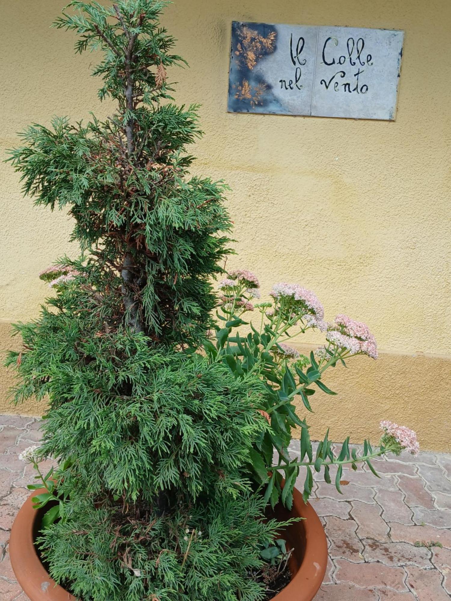 Casa Vacanza Il Colle Del Vento Calosso Dış mekan fotoğraf